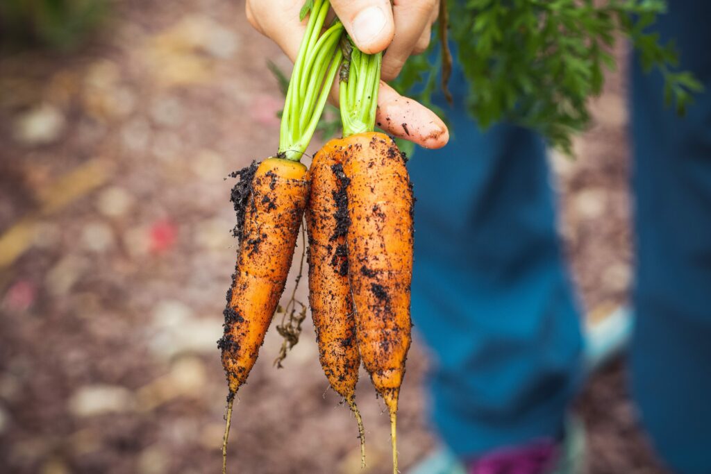 manger bio pour sa santé